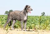 DEERHOUND 001